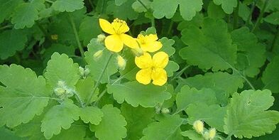 Treating nail fungus on the legs celandine