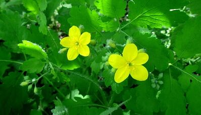Celandine to treat fungus on nails