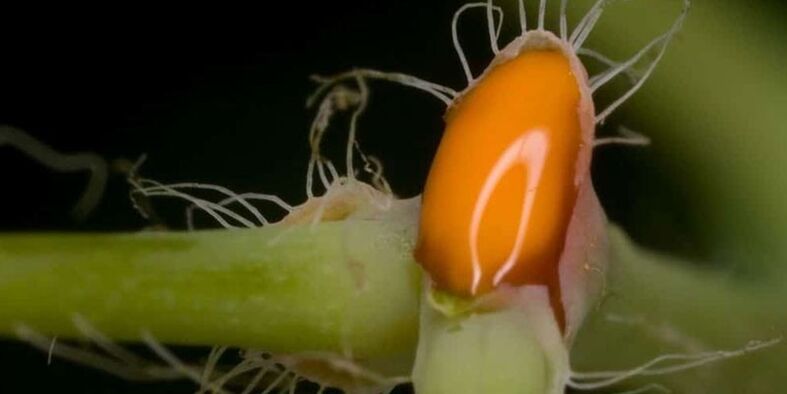 celandine juice to treat nail fungus